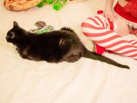 Holiday Dva Cute Rawr