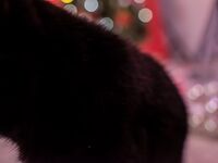 High Elf Archer Xmas