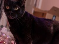 High Elf Archer Xmas