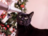 High Elf Archer Xmas