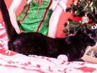 High Elf Archer Xmas