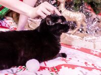 High Elf Archer Xmas