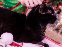 High Elf Archer Xmas