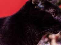 High Elf Archer Xmas