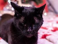 High Elf Archer Xmas