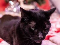 High Elf Archer Xmas