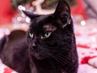 High Elf Archer Xmas