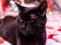 High Elf Archer Xmas