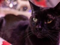 High Elf Archer Xmas